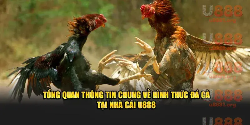 Xem trực tiếp đá gà tại U888 với hình ảnh sắc nét và chân thực